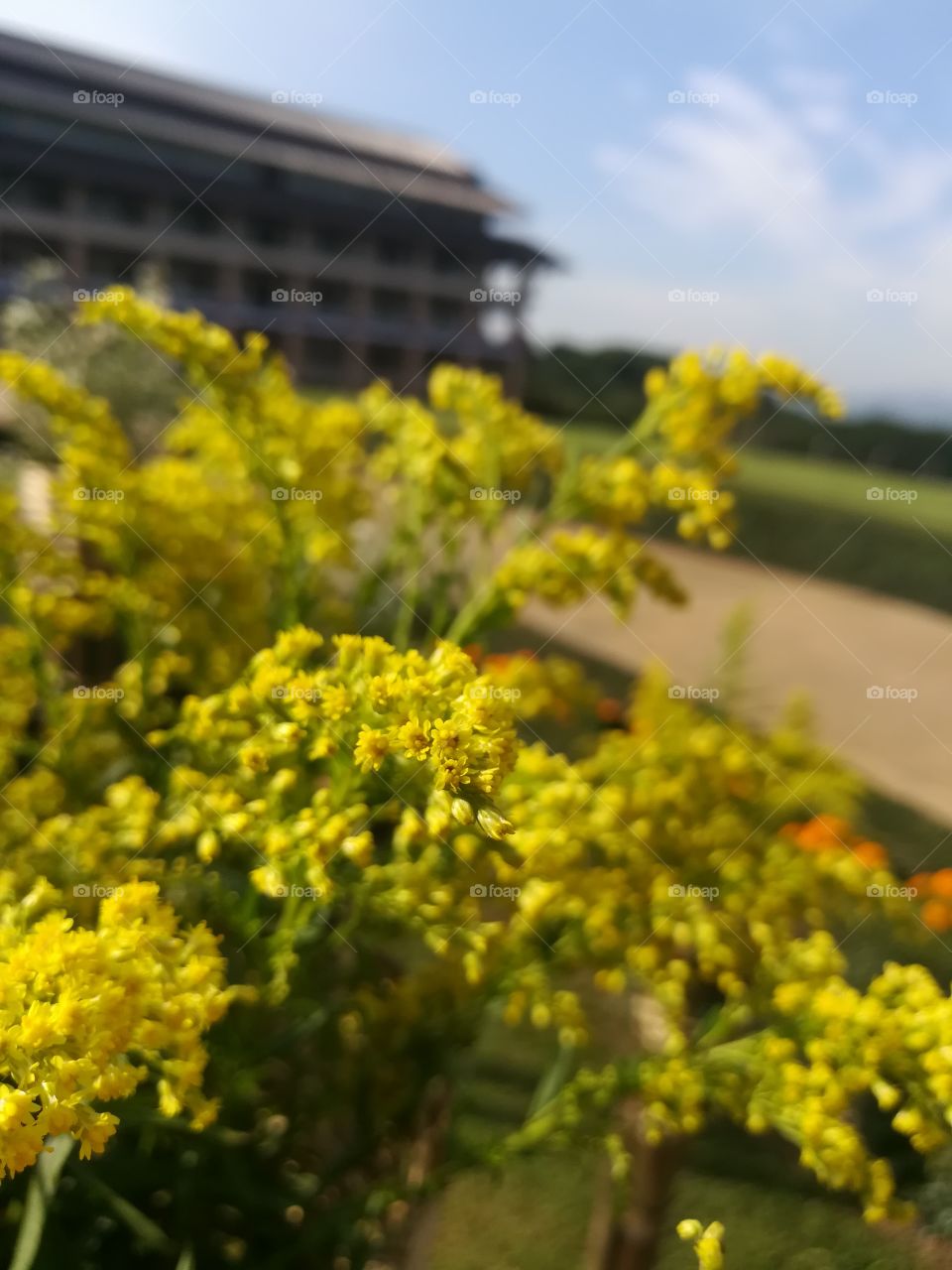 yellow flowers