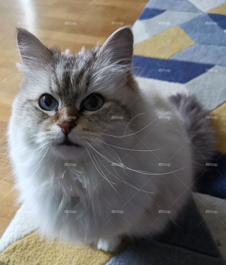 Beautiful cat portrait. Blue eyes. Authentic, without any filters and digital retouching.