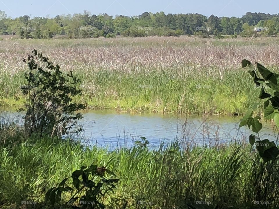 Rice Field, Magnolia Plantation, South Carolina