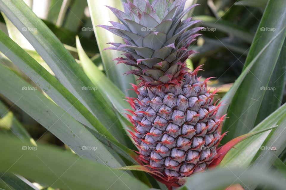 The pineapple in garden 