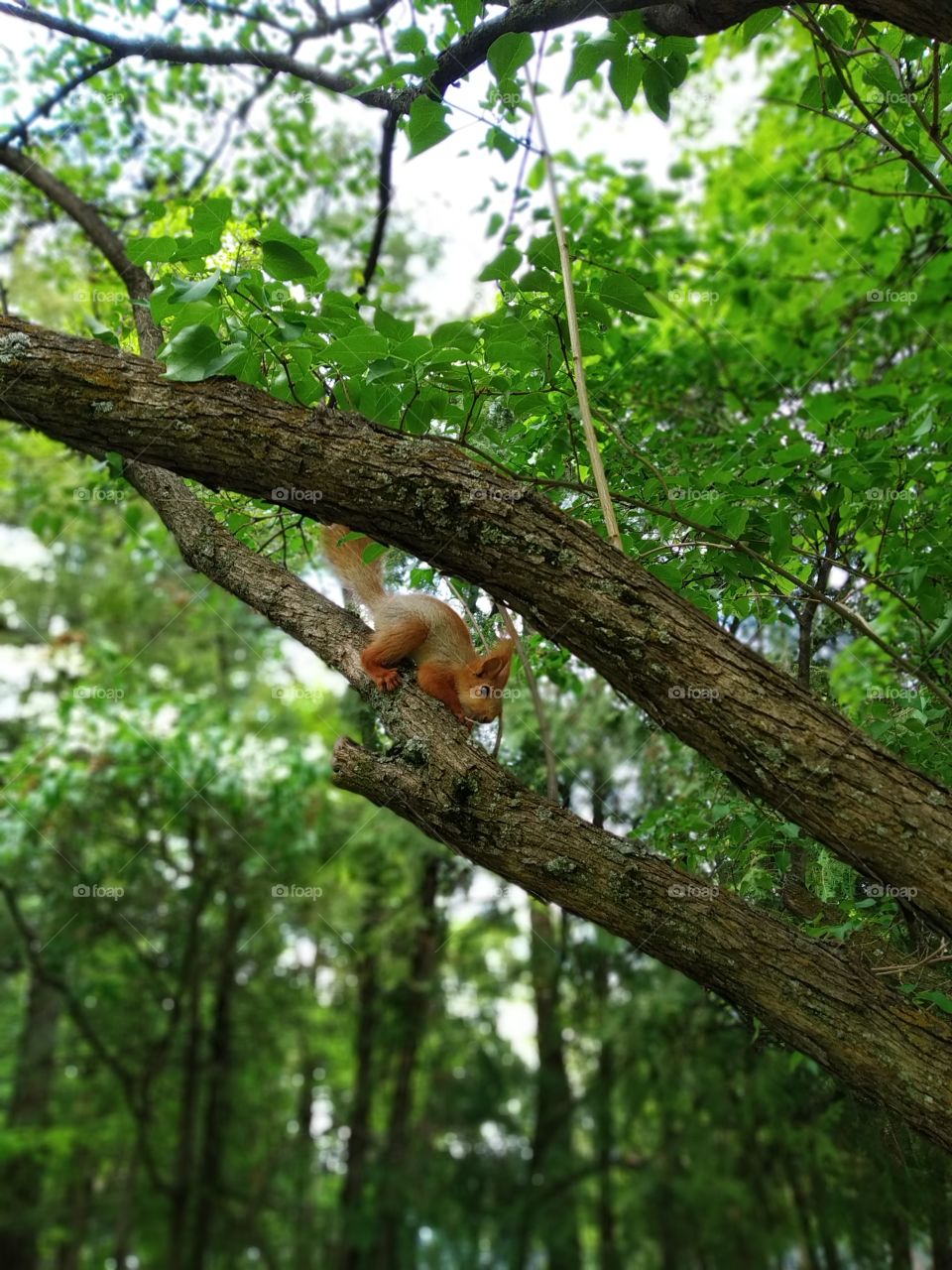 Squirrel
