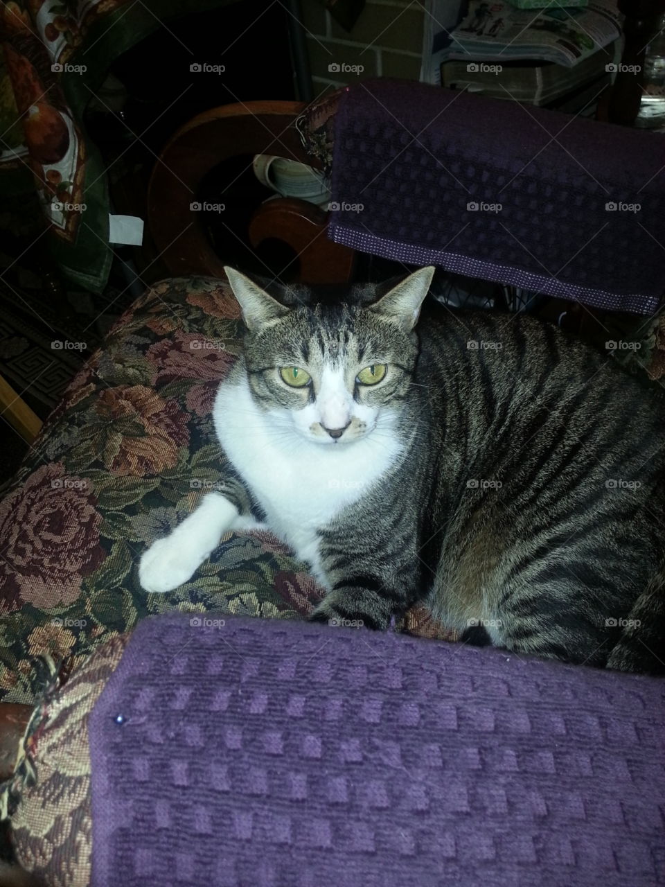 Sofa, Sleep, One, Cat, Portrait