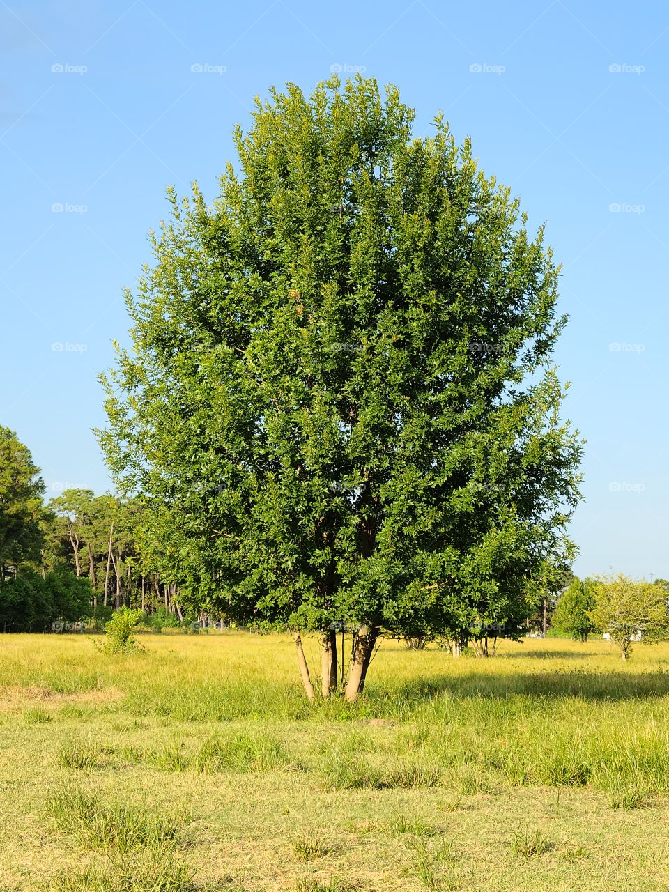Tree in a field