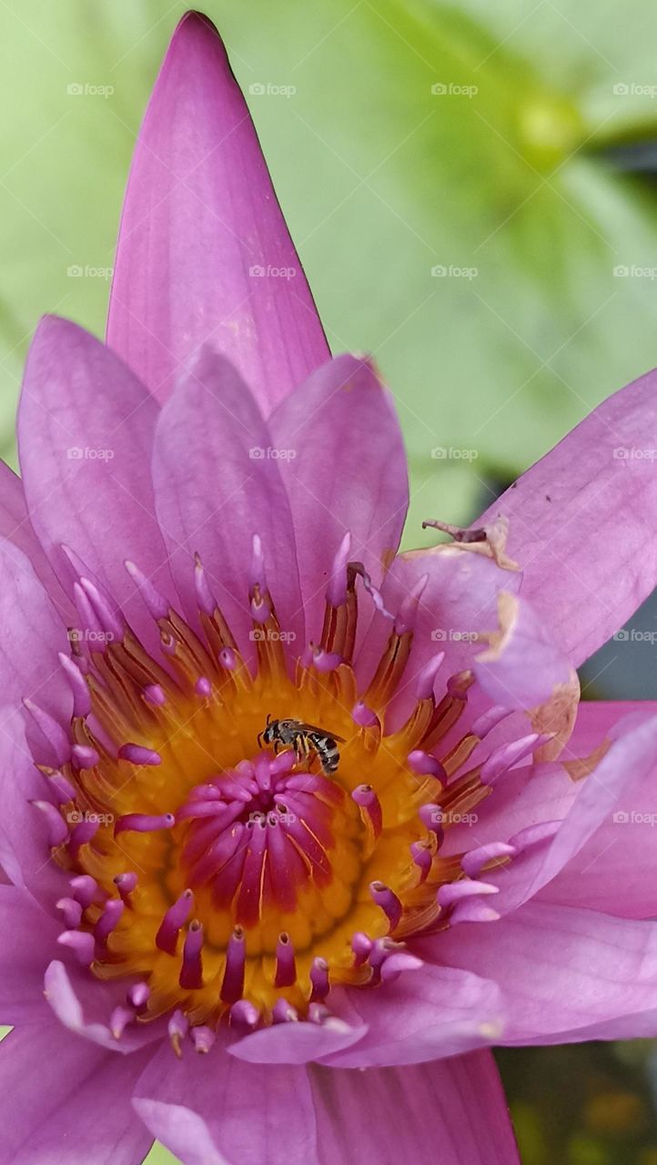 nectar sucker in water lily flower with sharp edges leaves