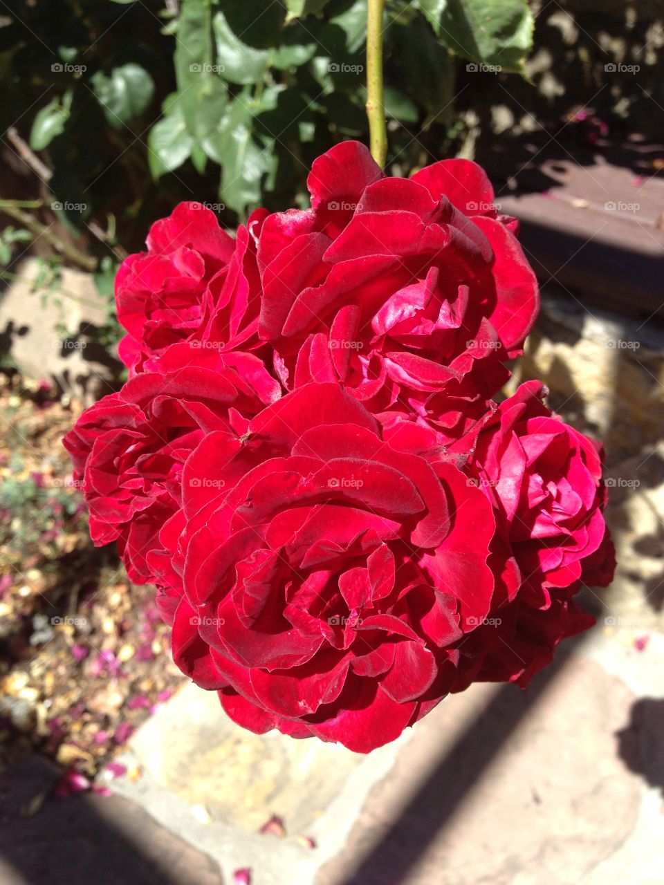 Fountain of Love. Roses, cultivar "Red Fountain"