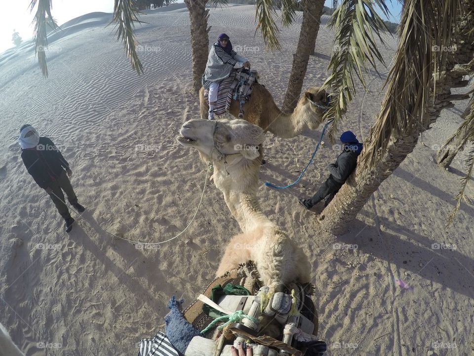 Camel ride in the Sahara desert in Tunisia 