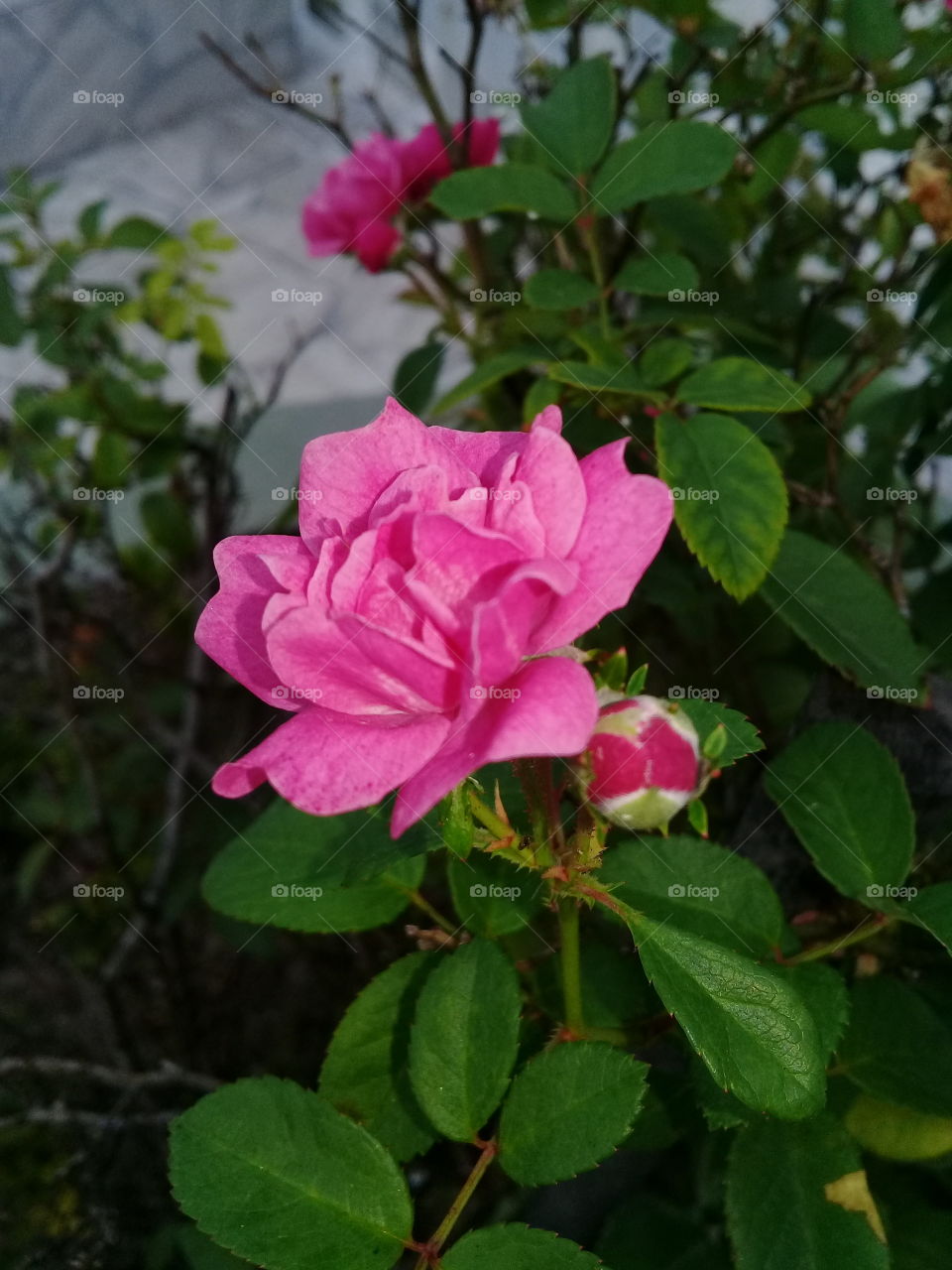 beautiful rose.