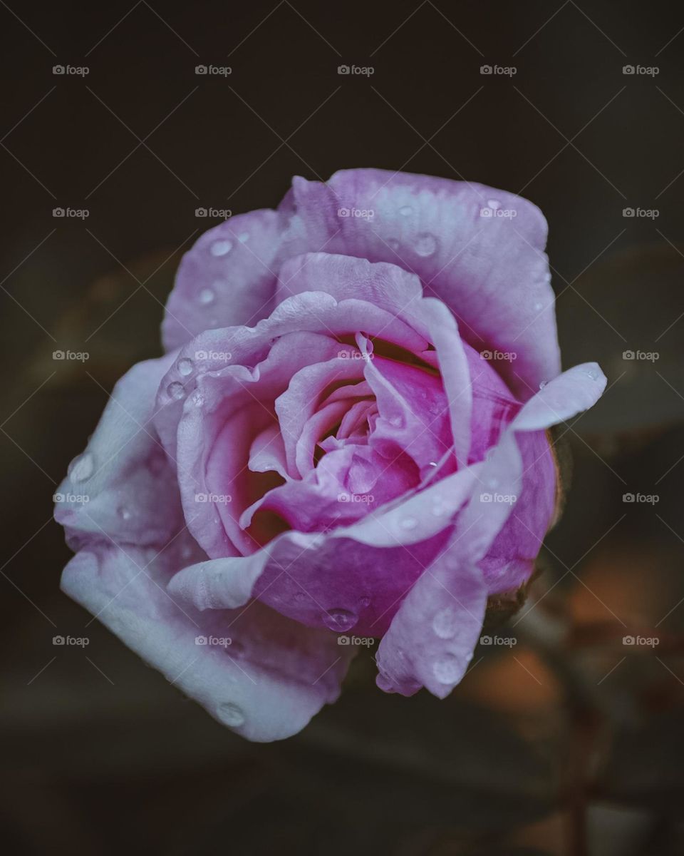 macro view of a wet rose with water droplets