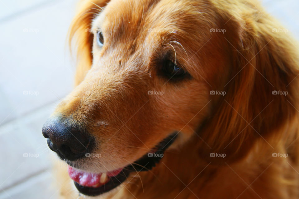 Dog close up 