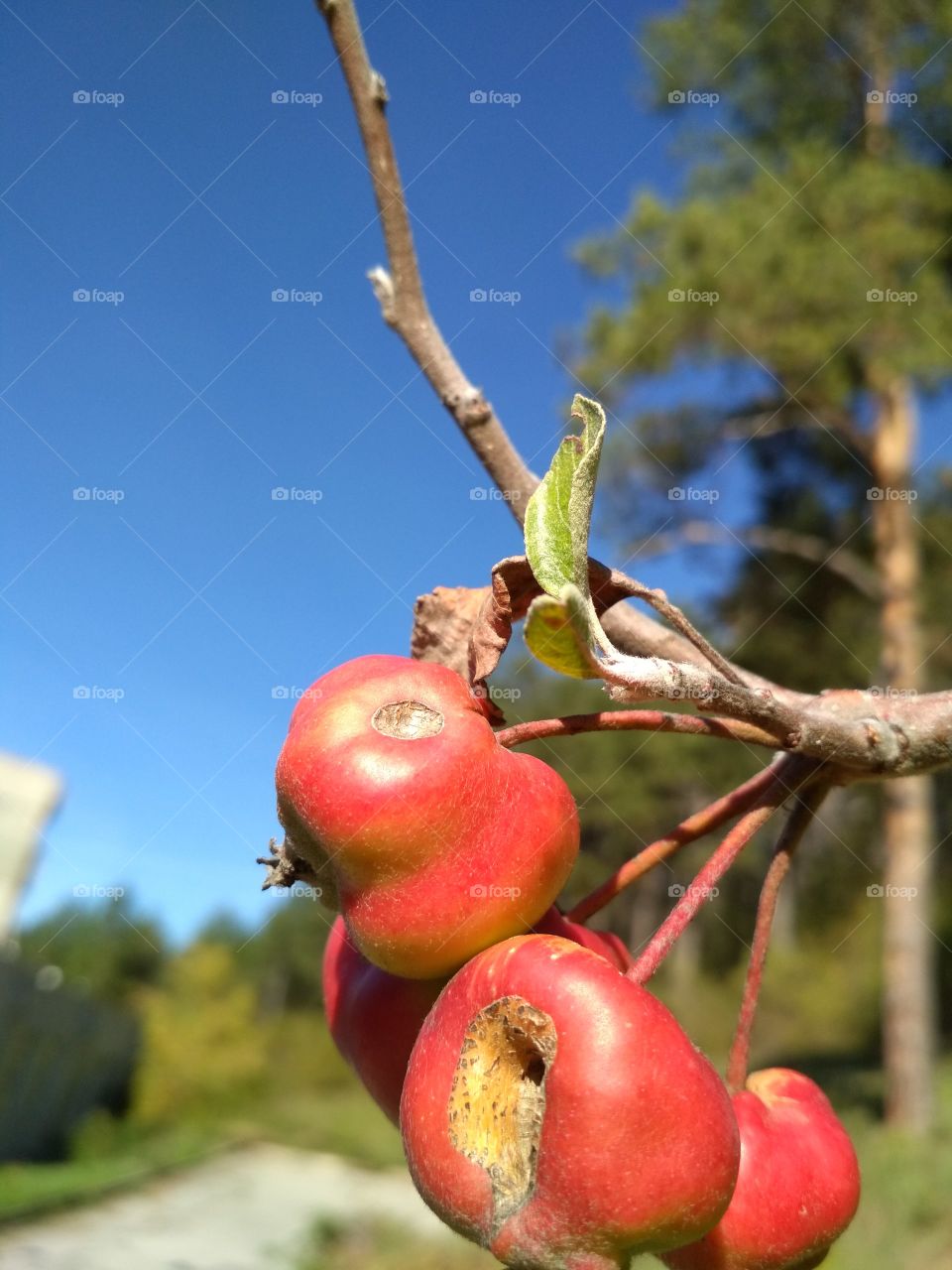 Apples at the tree