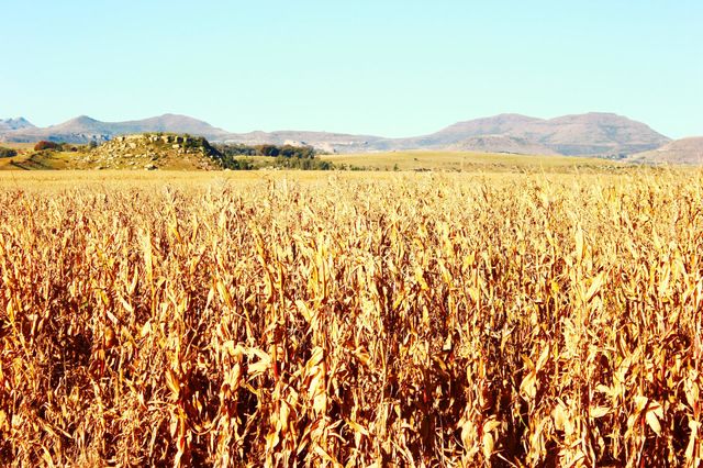 cornfields