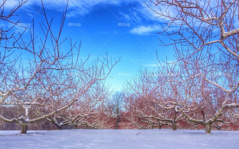 Winter wonderland in the orchard