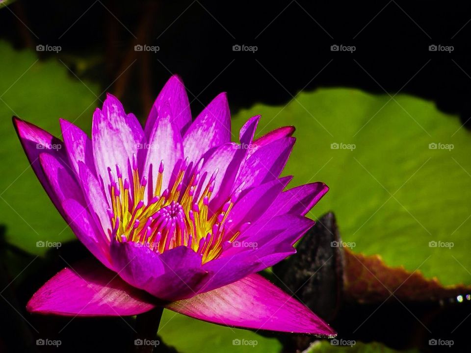 Water lily 