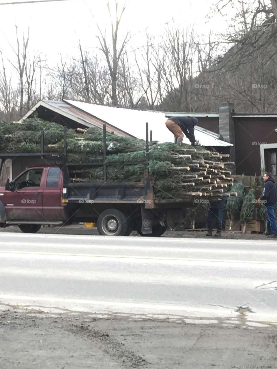 Unloading Christmas trees