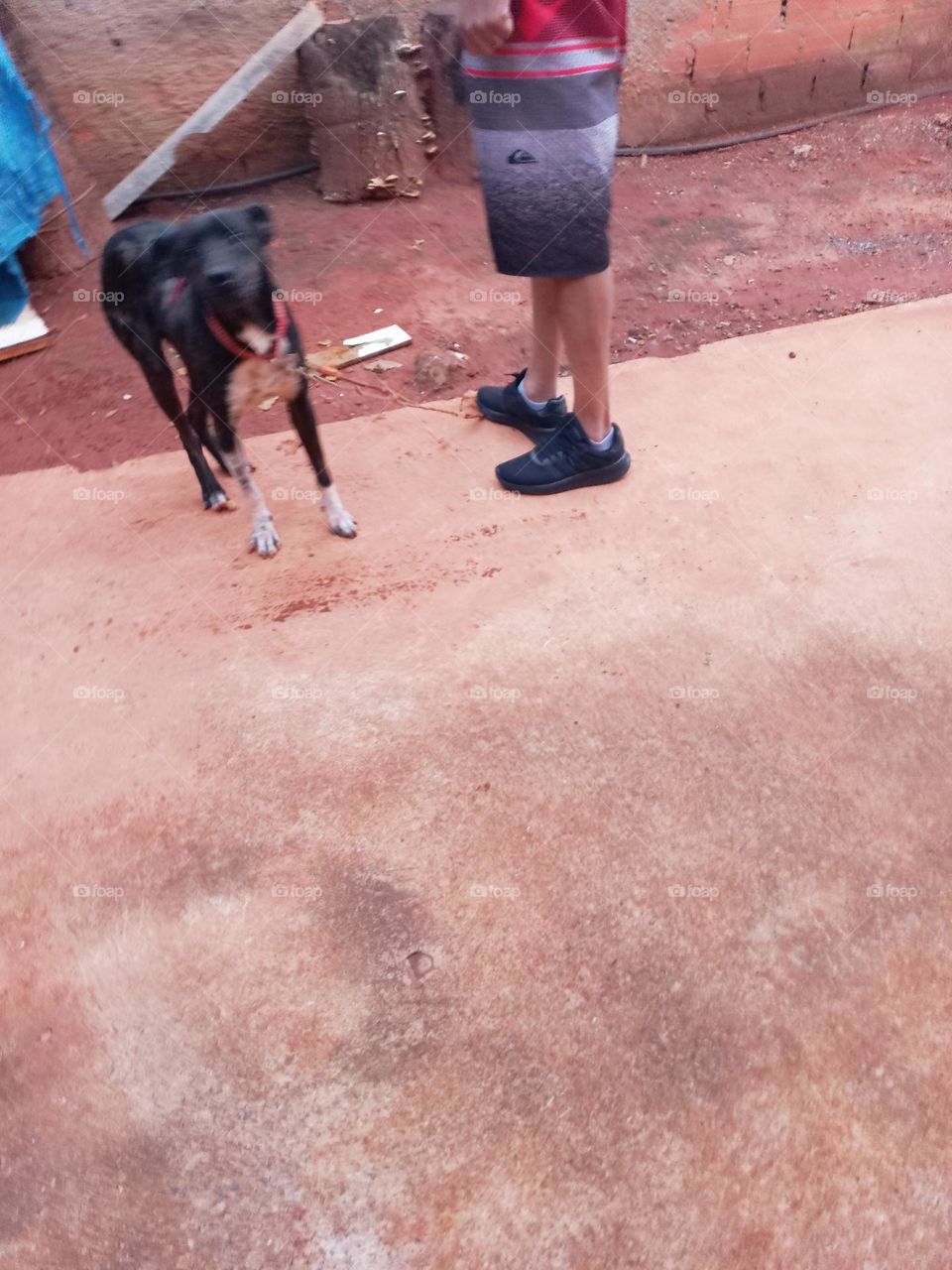 Cãozinho feliz ao lado do seu tutor!Os cães são animais sociais e, preferem ter companhia a ficar sozinhos. Isso, claro desde que essa companhia seja alguém  dr quem eles gostam e confiam.
