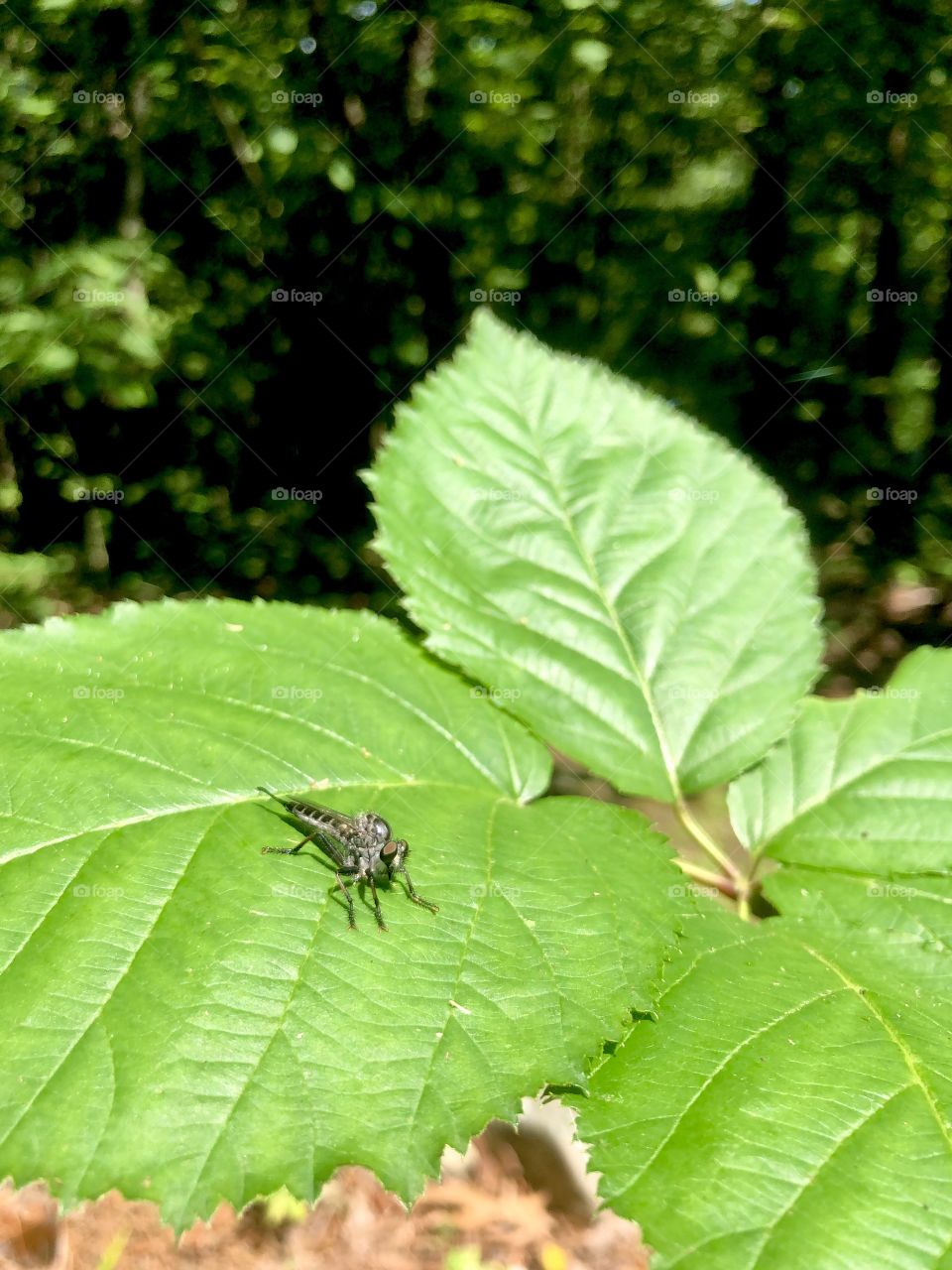 Insect on green leaves 