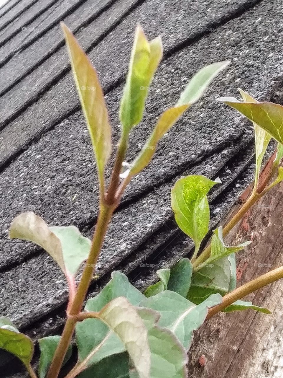 water droplet caught in a honeysuckle leaf