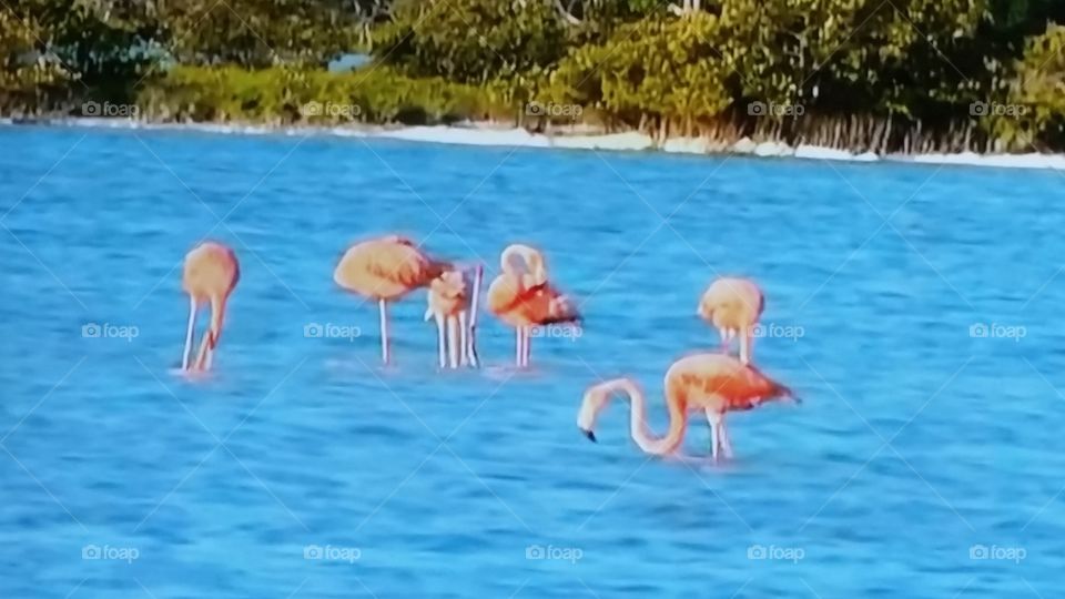 flamingo