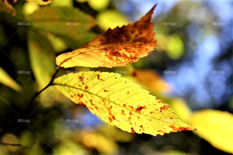 autumn leaves in the sun