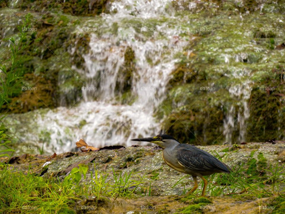 Socozinho pescando tranquilamente em tuas naturais