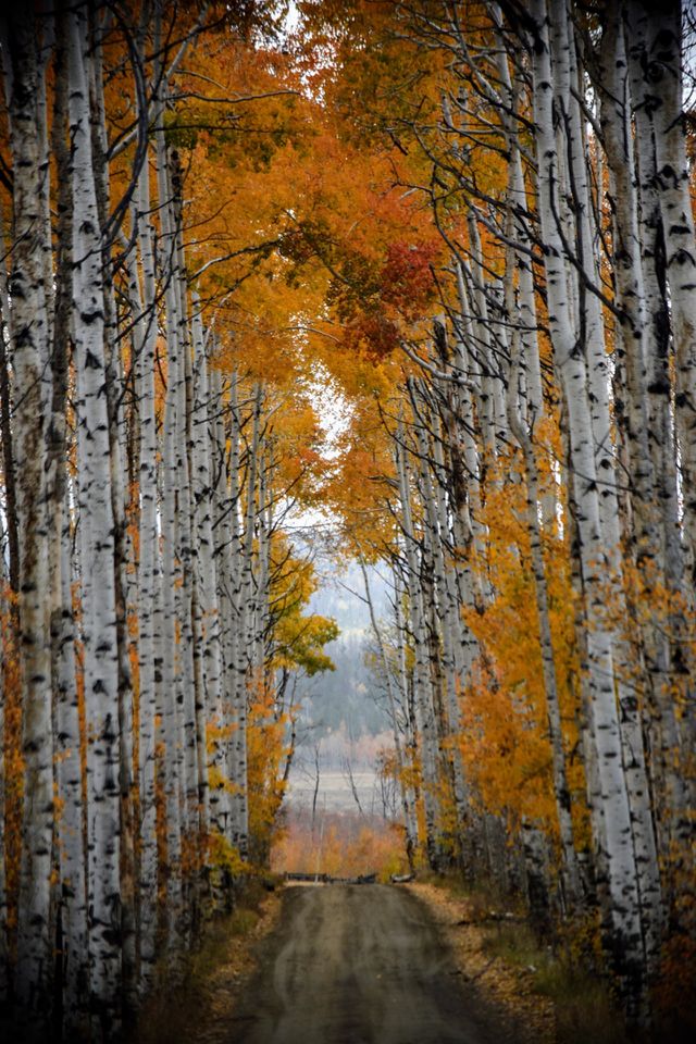 Aspen Alley 2018