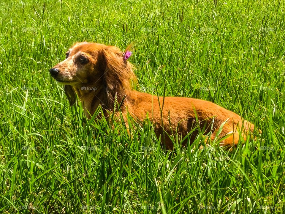 You would think this was a huge field but actually this is a postage stamp of a front yard my mini doxie enjoys. 