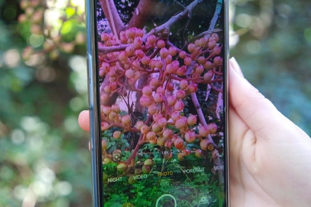 Double capture of berries