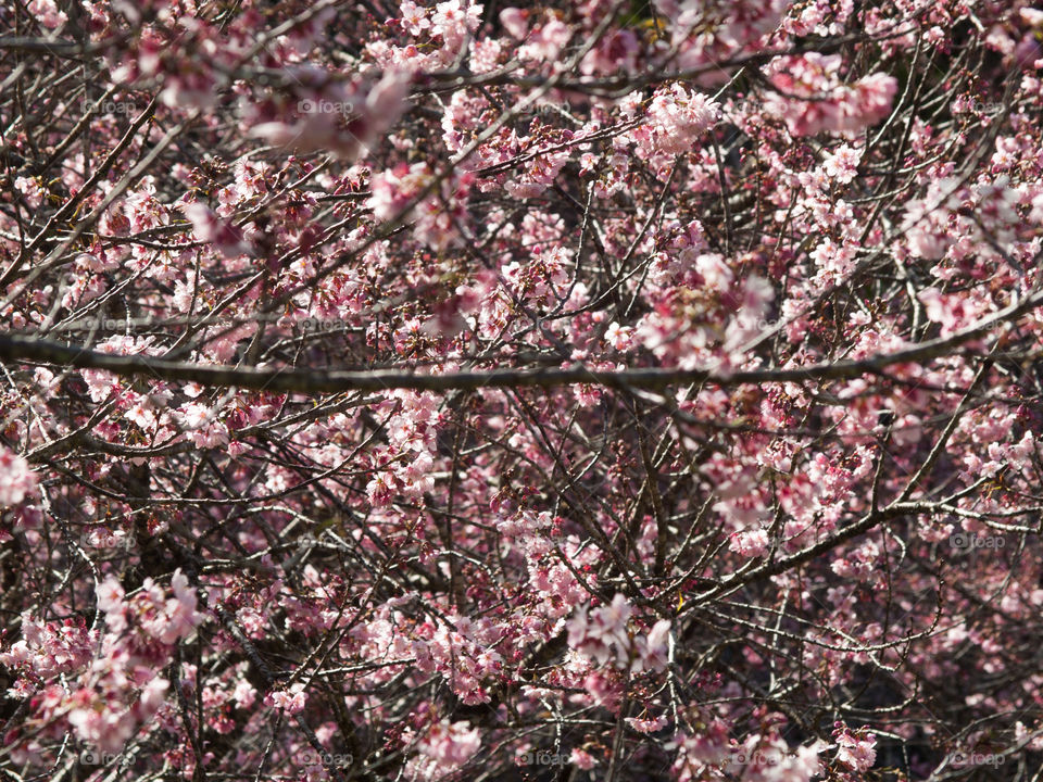 cherry flower