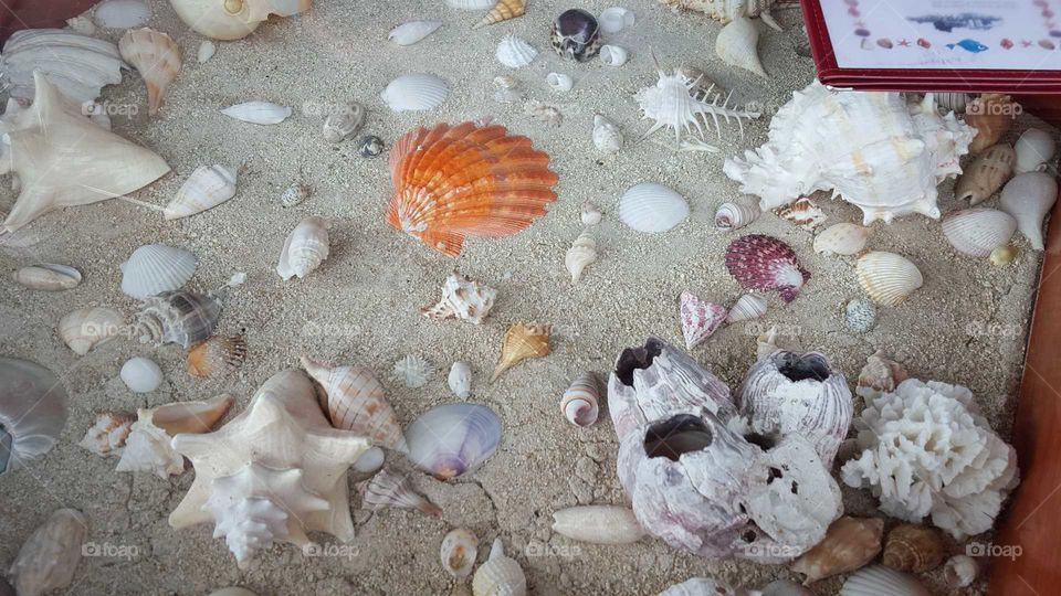 shells