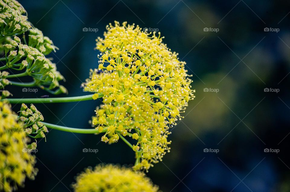 yellow flowering plant on a dark background