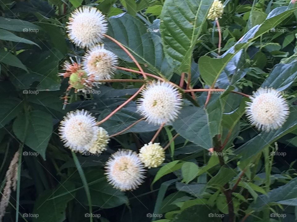 Button bush
Snow ball
Globe flower
Pond dogwood
