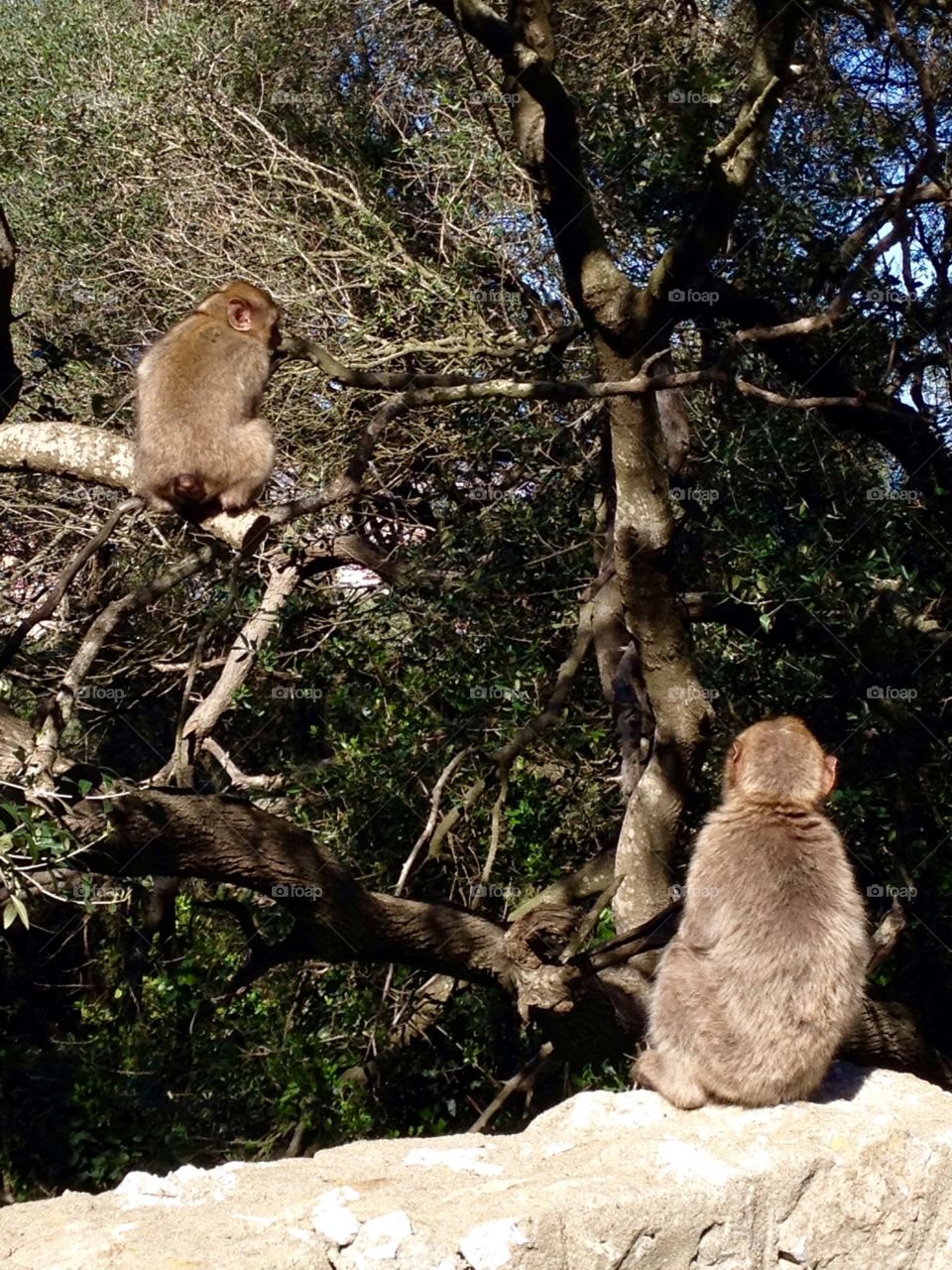 Gibraltar Monkeys 