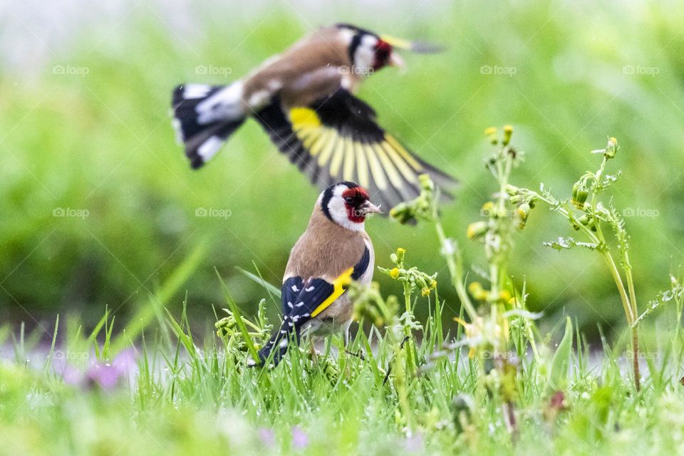 A portrait of two European goldfinch birds. one of them is perched in a grass lawn while the other is blurred and flying in the background.