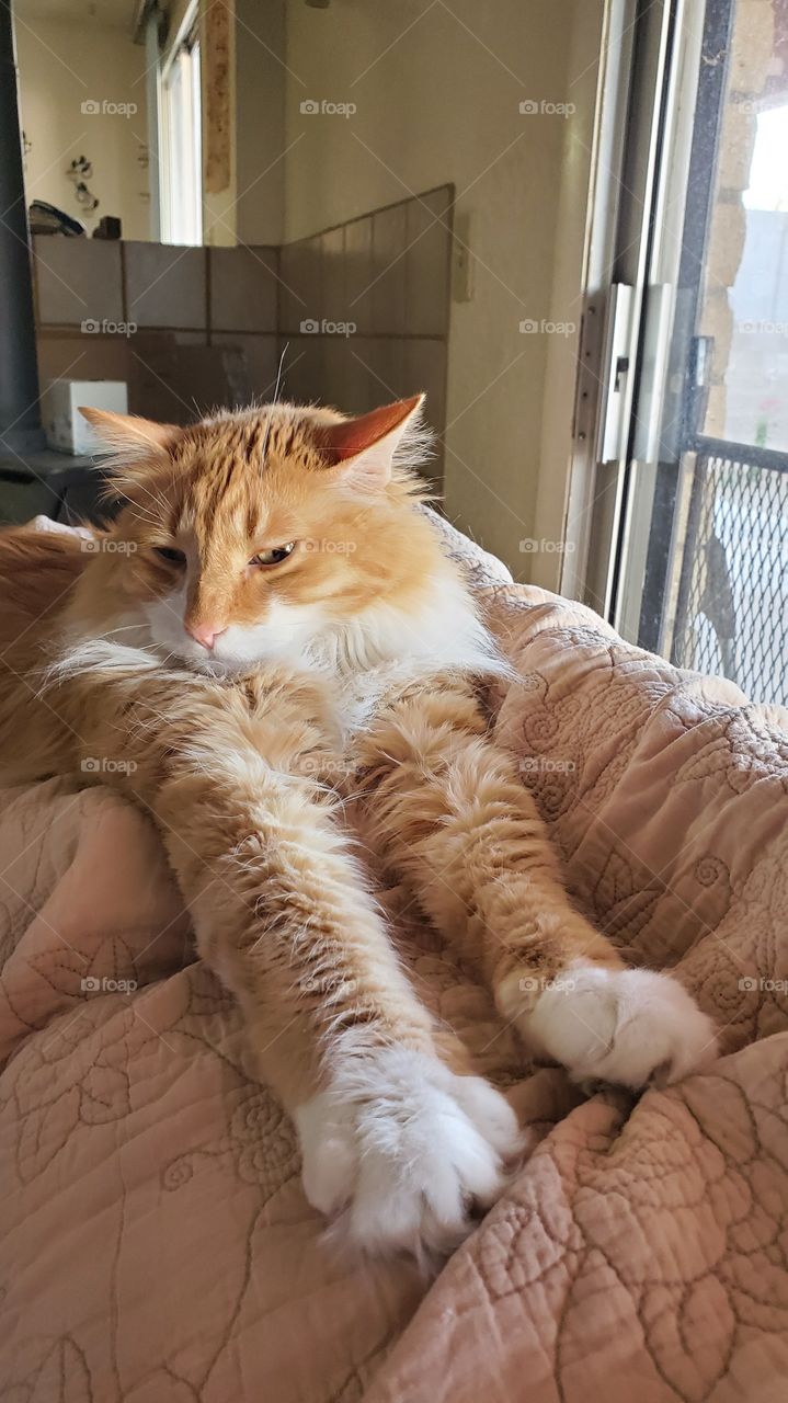 orange kitty relaxing