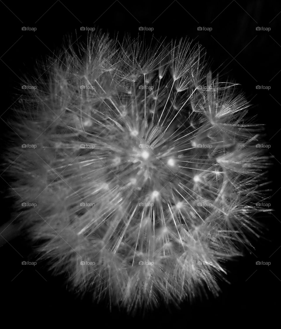dandelion. dandelion at night