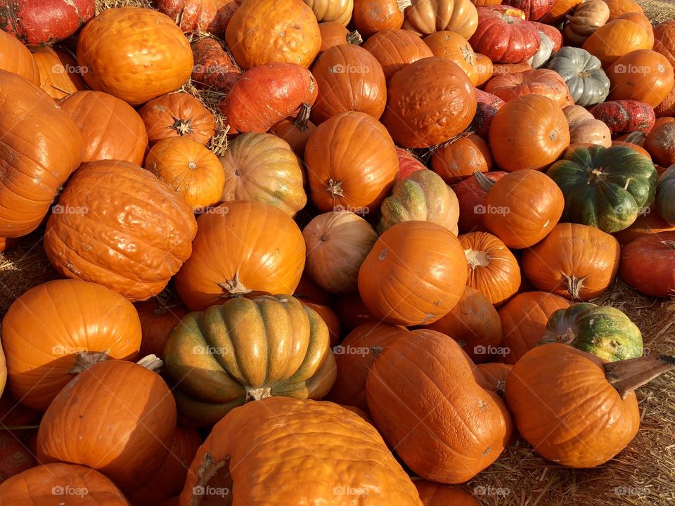 Pumpkin Pile 