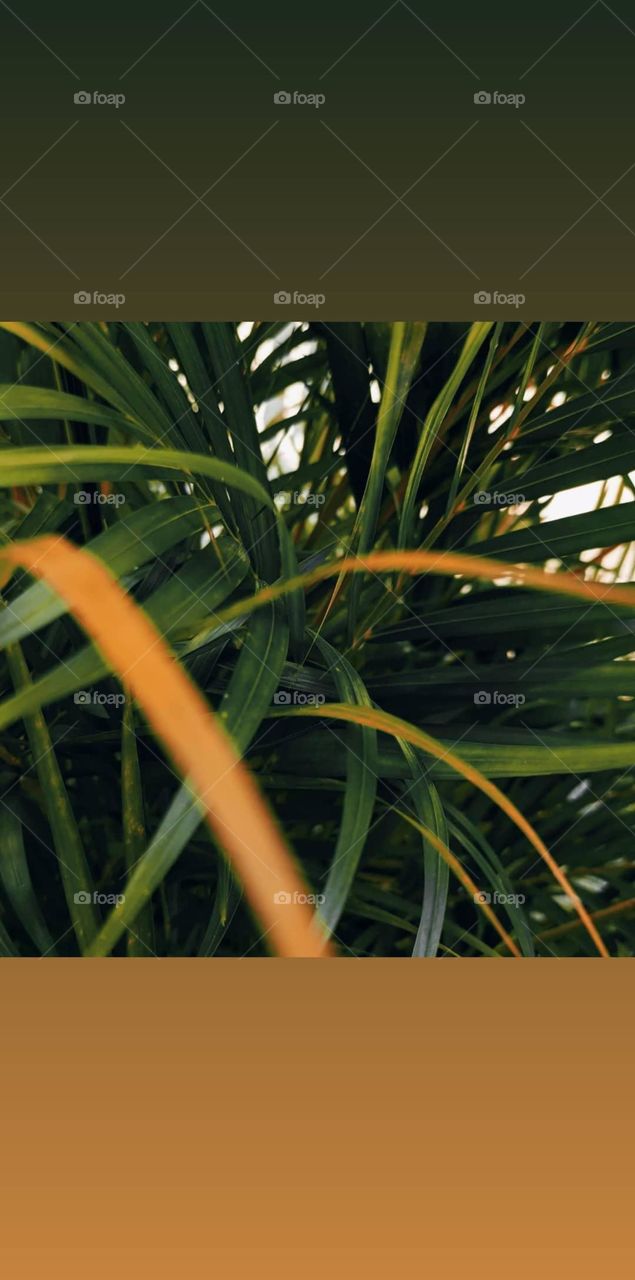 it is called as palm branch it has beautiful line leaf ...