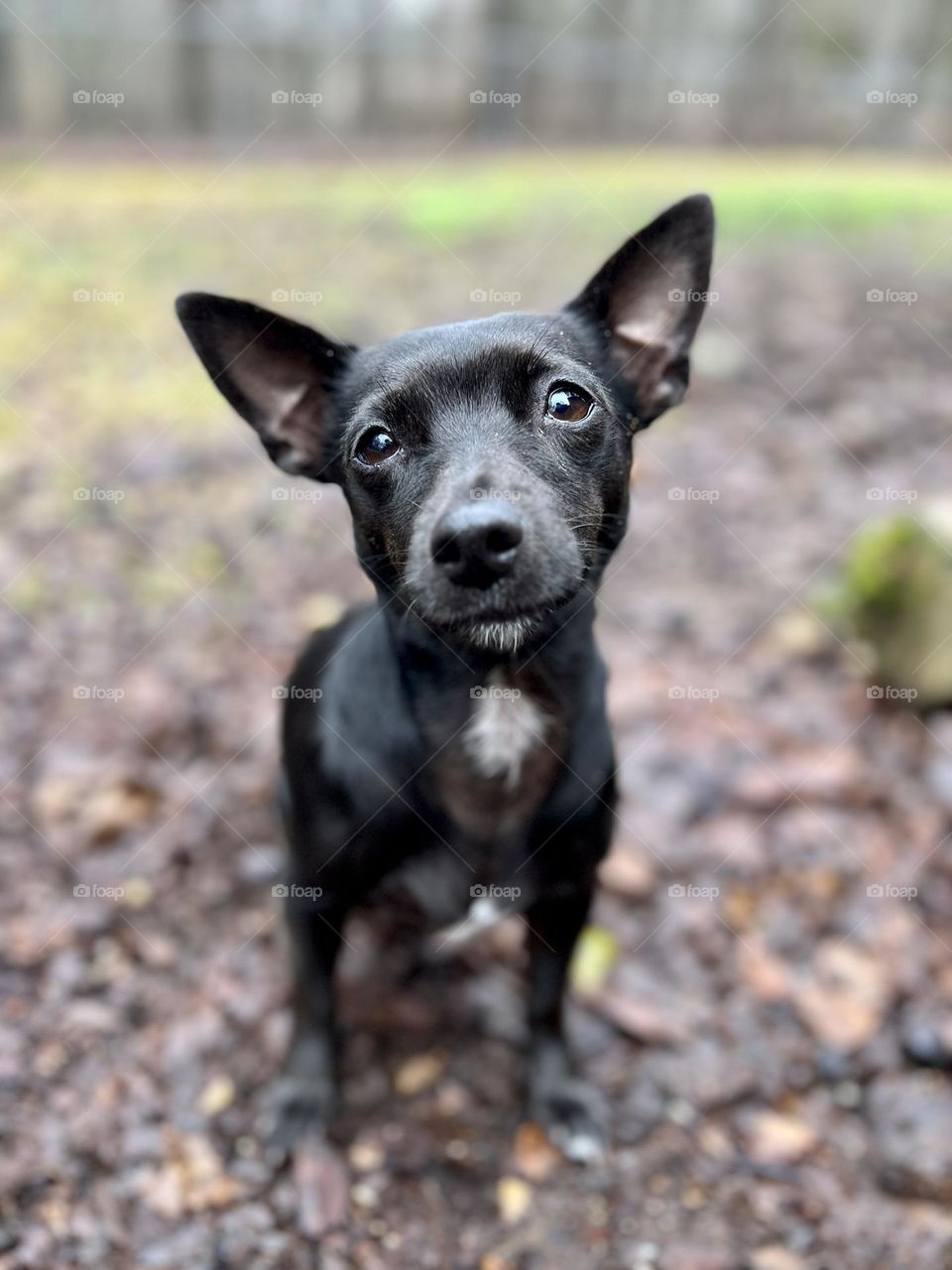 Portrait of tiny black dog with white blaze on her chest and chin. Focus on foreground as she looks directly into the camera with a little head tilt.