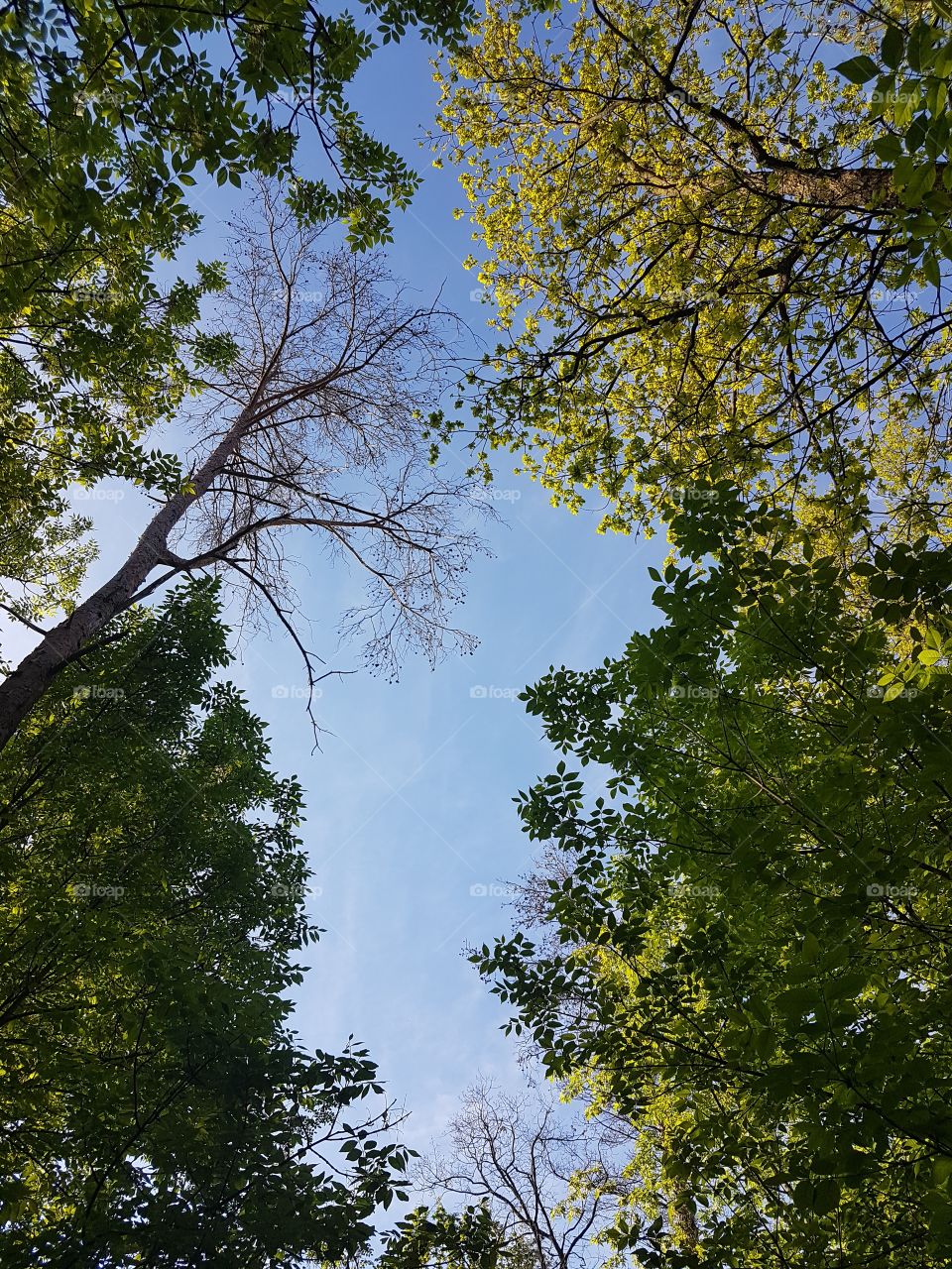 blue sky in the forest