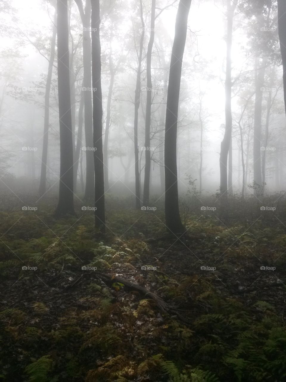 foggy mountain trail