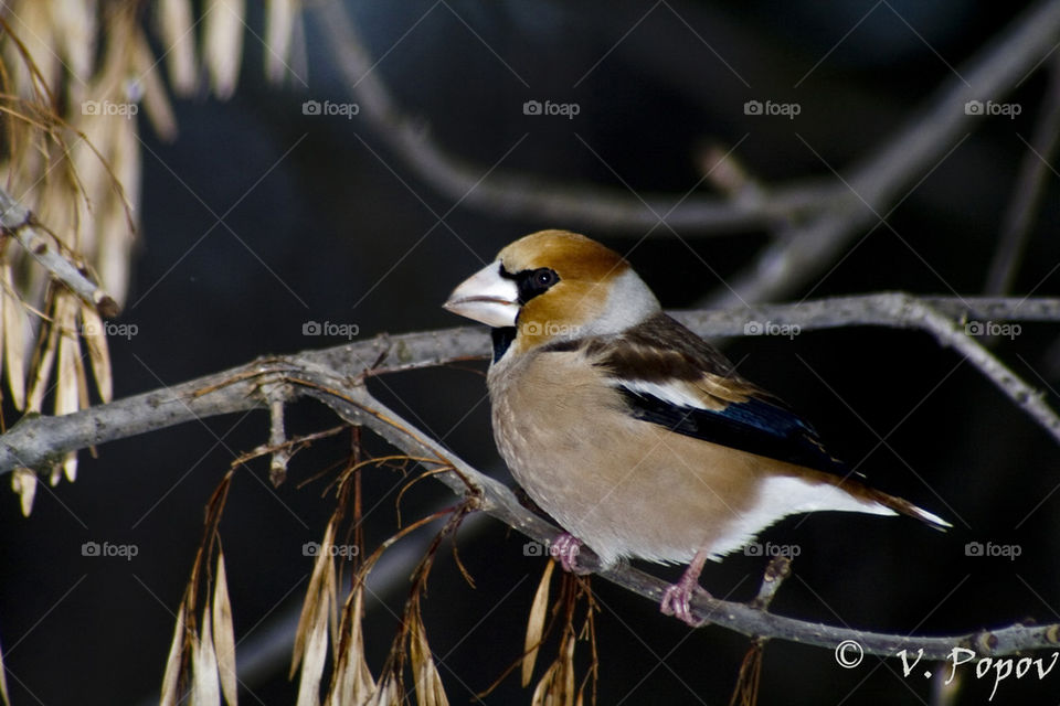 Hawfinch