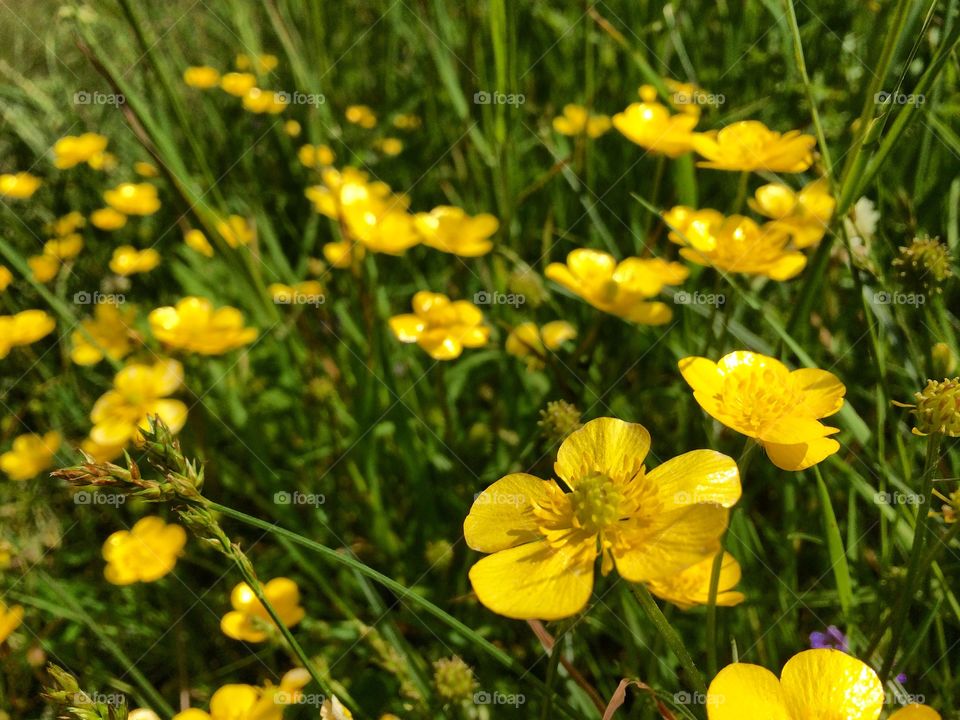 Buttercups 