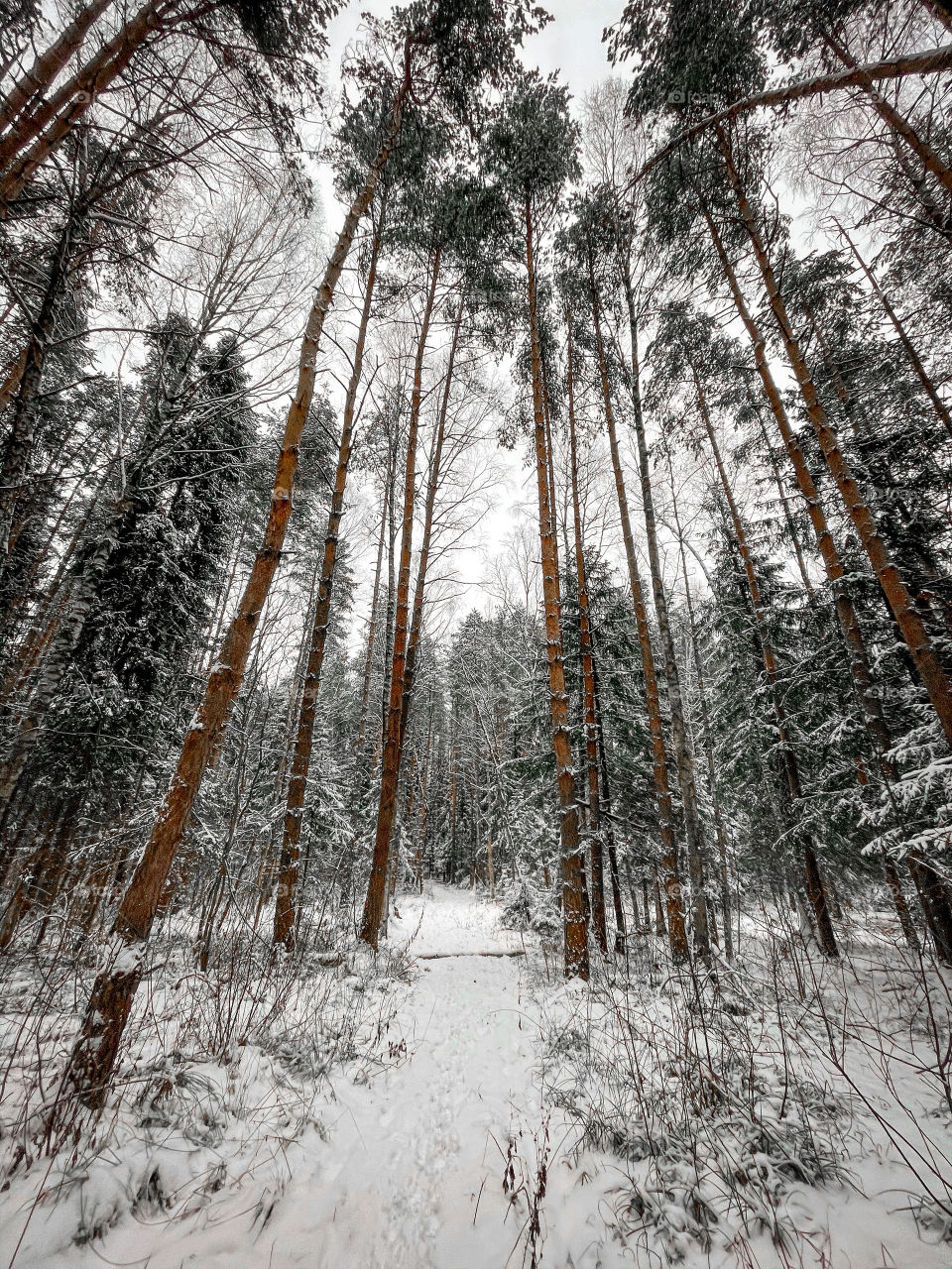 Winter landscape with forest in cloudy December day 