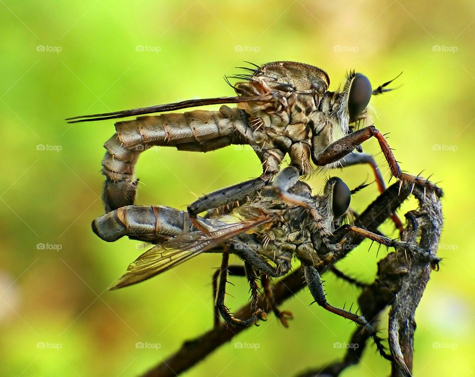 Mating Black Robberfly