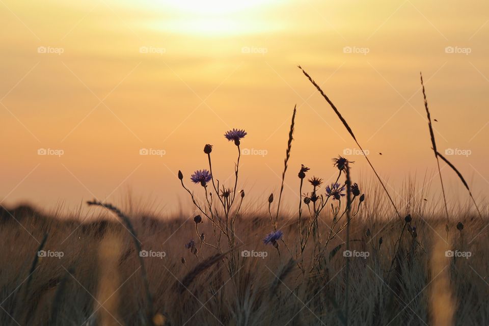 Cornflowers in cornfield