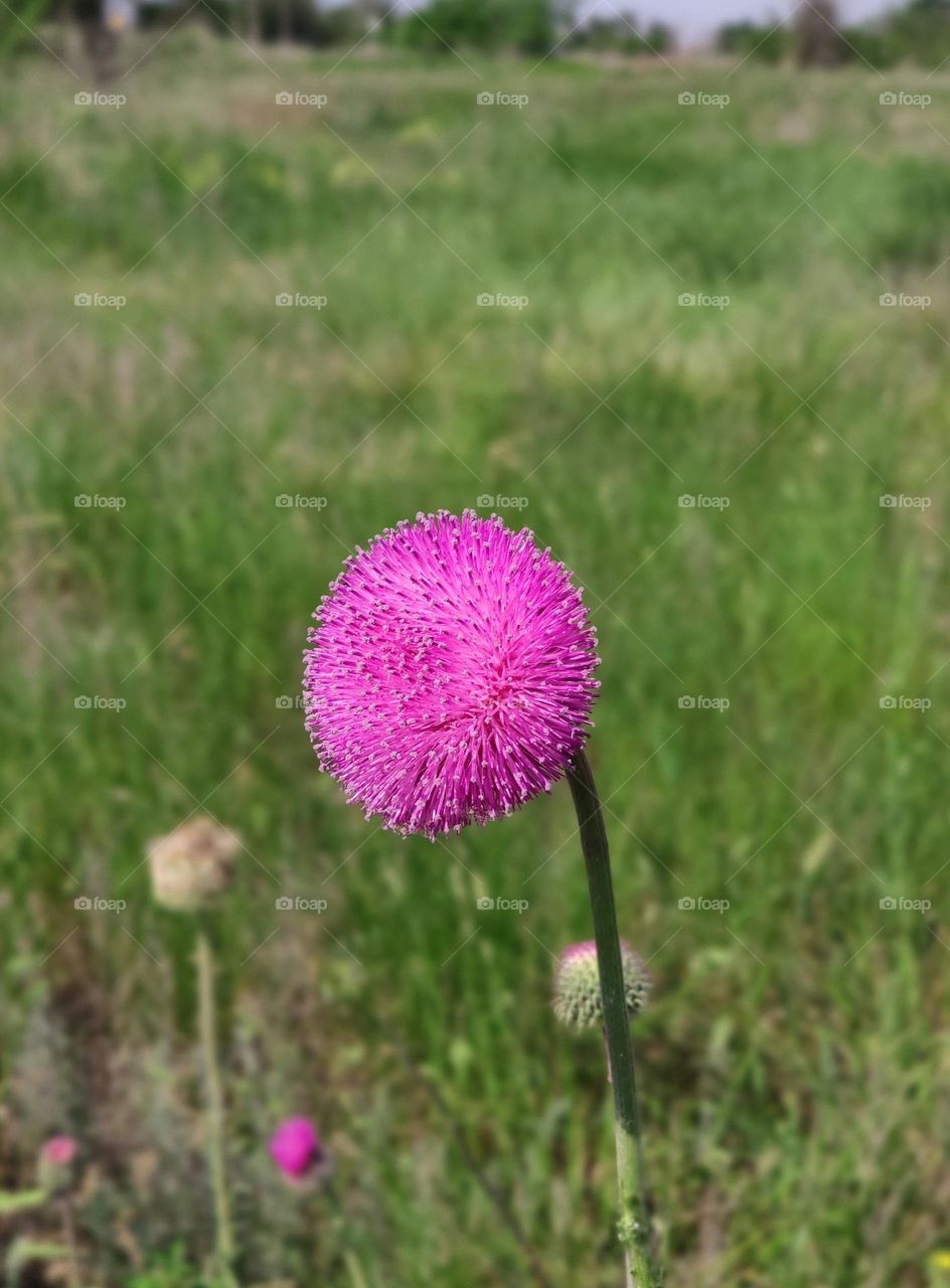 Flower in the field