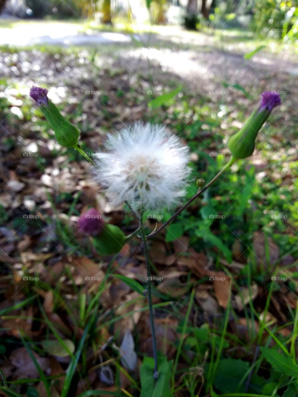 fuzzy flower