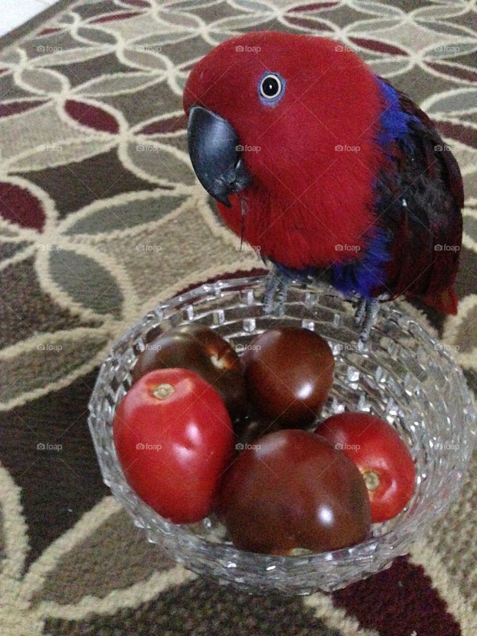 Parrot and tomatoes