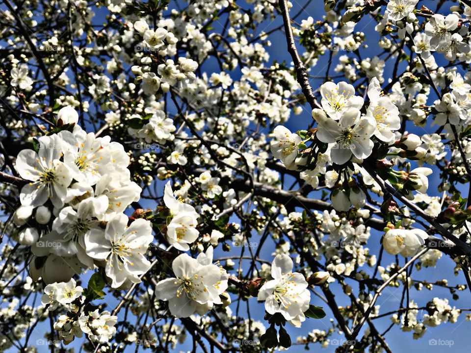 The Beauty of The Spring