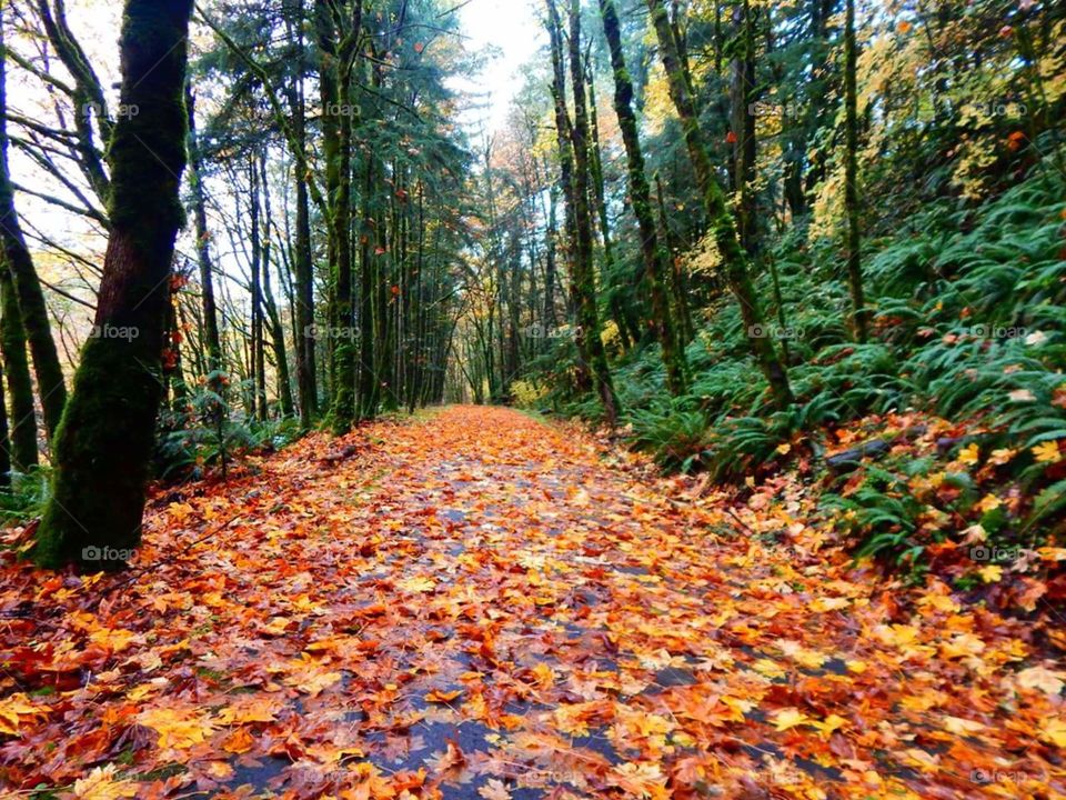 Fall Path